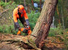 How Our Tree Care Process Works  in  Kingsburg, CA