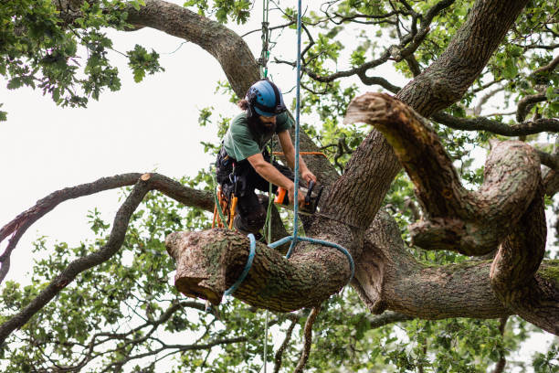 Best Arborist Consultation Services  in Kingsburg, CA