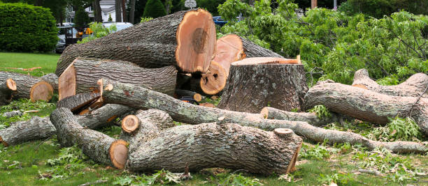 Kingsburg, CA Tree Care Company