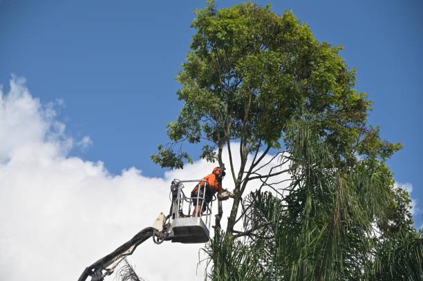 Best Palm Tree Trimming  in Kingsburg, CA