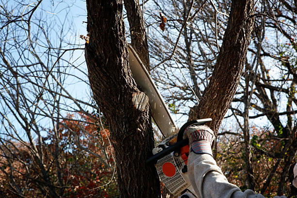 Best Tree Cabling and Bracing  in Kingsburg, CA