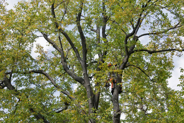 Best Fruit Tree Pruning  in Kingsburg, CA